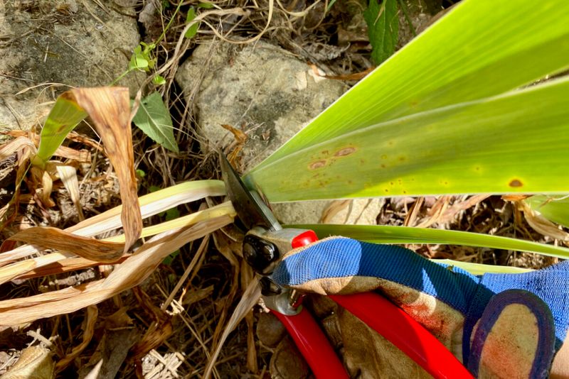 Clean Up Old Foliage and Debris Clean Up Old Foliage and Debris