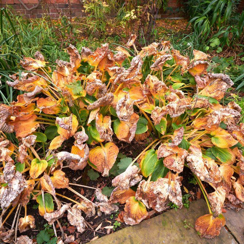 Clean Up the Dying Foliage