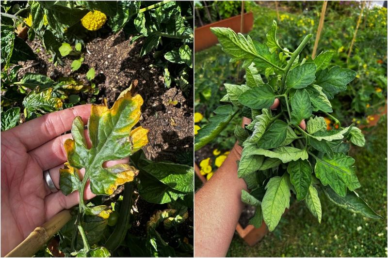 Clean up damaged leaves without overreacting Clean up damaged leaves without overreacting