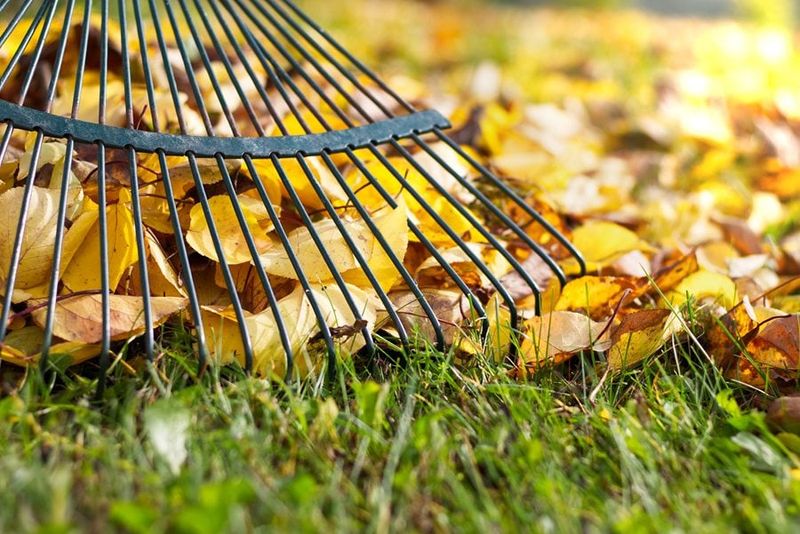 Clean up debris to help manage disease Clean up debris to help manage disease