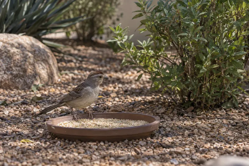 Clean up food scraps without assuming there are rodents Clean up food scraps without assuming there are rodents