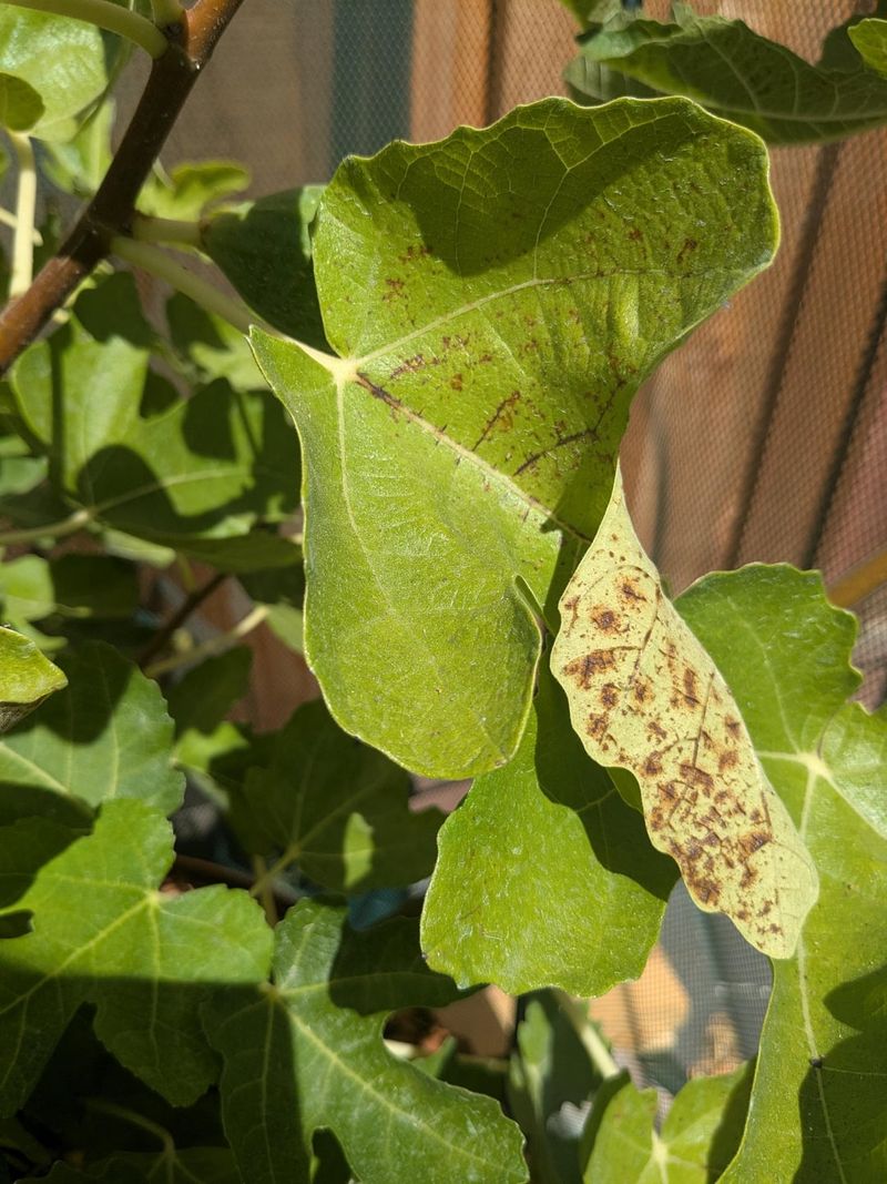 Cleanup cannot cure rust on attached leaves