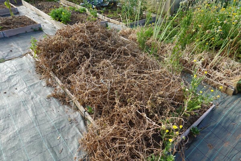 Cleanup lowers risk, but cannot promise a blight-free crop Cleanup lowers risk, but cannot promise a blight-free crop