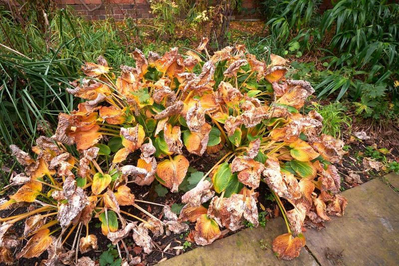 Clear Away Mushy, Collapsed Leaves
