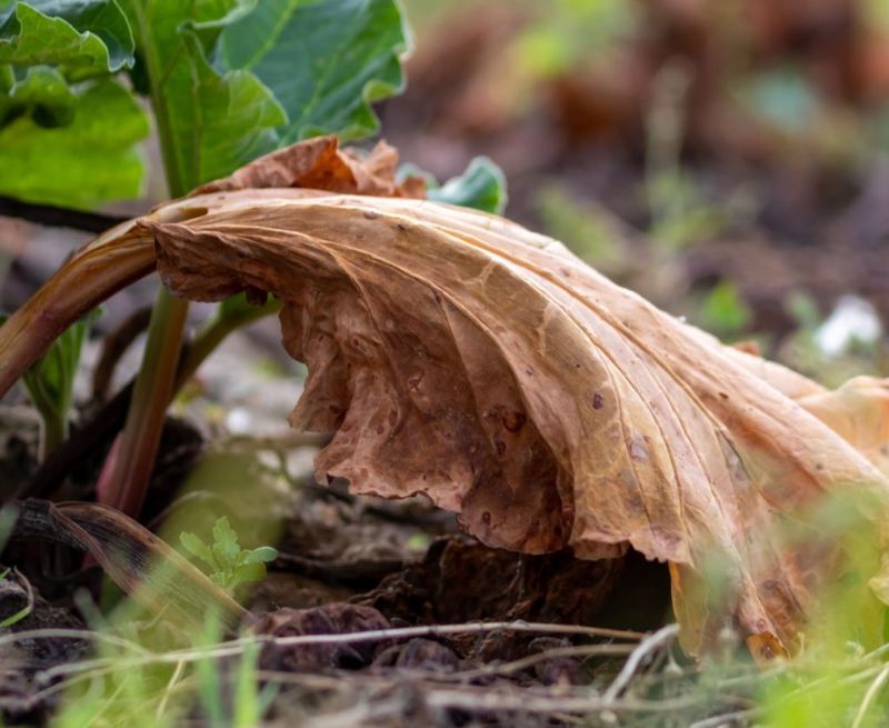 Clear dead growth carefully and treat damaged stalks cautiously