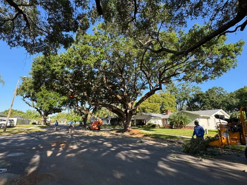 Clear problem spots, then assess the whole tree