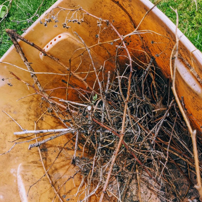 Clear pruned canes from the patch and set realistic expectations