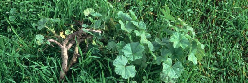 Clear weeds before applying mulch