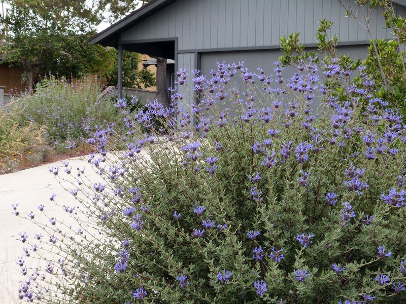 Cleveland Sage (Salvia clevelandii)
