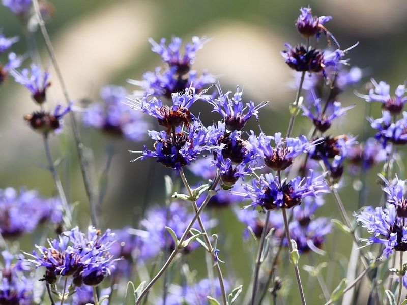Cleveland Sage (Salvia clevelandii) Cleveland Sage (Salvia clevelandii)