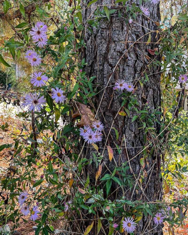 Climbing Aster