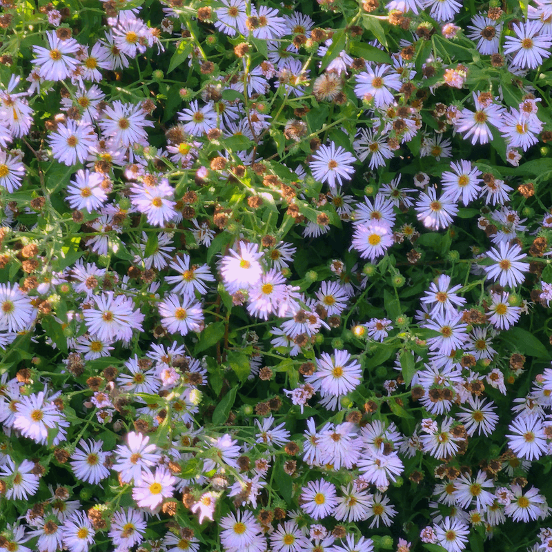 Climbing Aster Climbing Aster