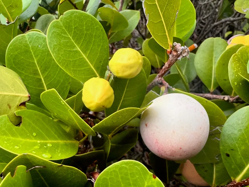 Cocoplum Cocoplum