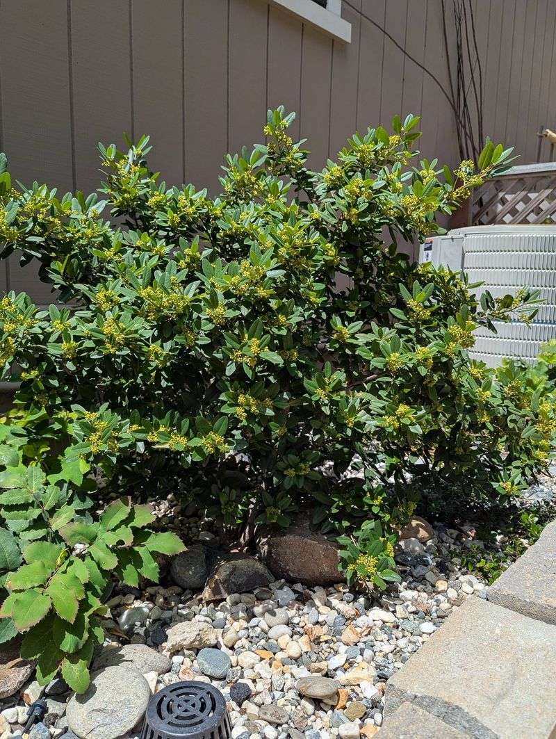 Coffeeberry 'Eve Case'
