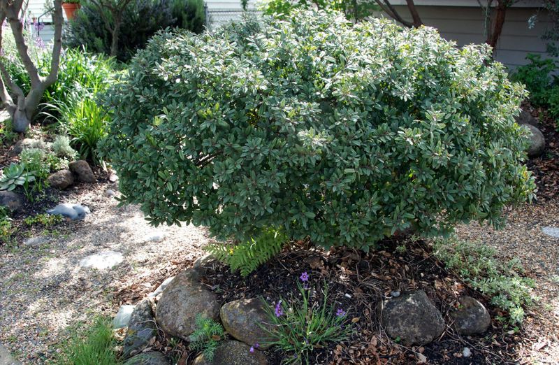 Coffeeberry (Frangula californica)