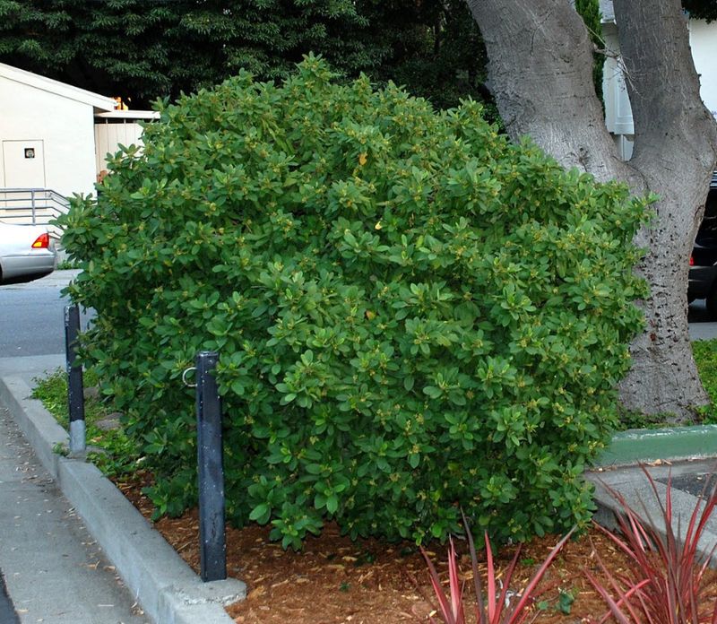Coffeeberry (Frangula californica 'Eve Case')