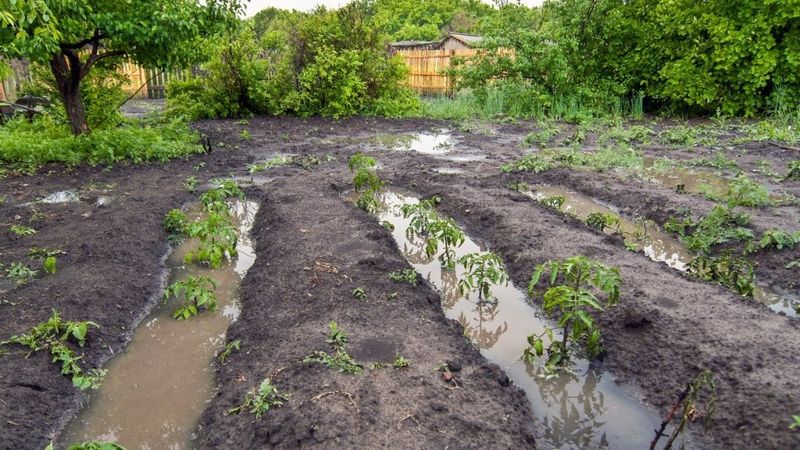 Cold, Saturated Soil Can Stress Spinach Roots