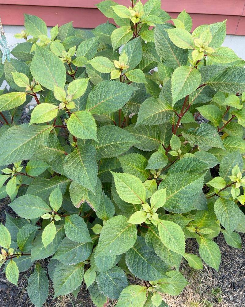 Cold and growing conditions can also limit flowers