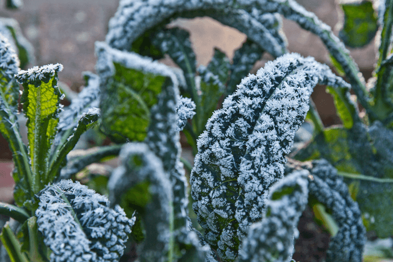Cold can change kale sugars, but sweetness is not guaranteed