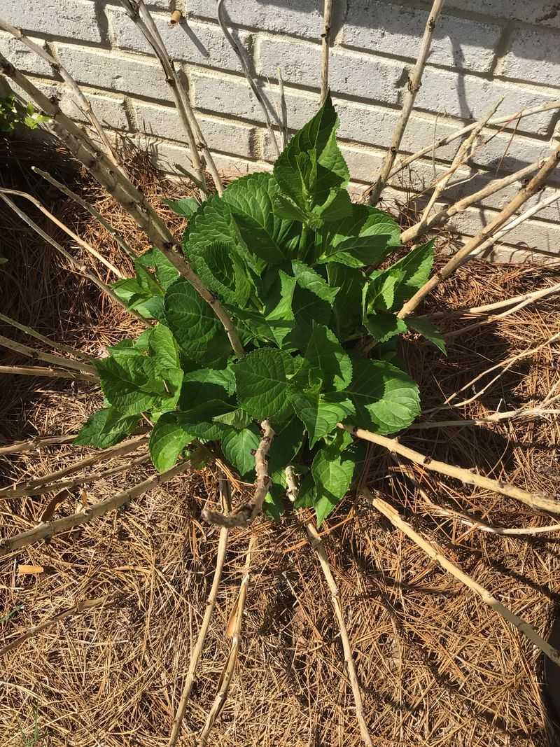 Cold can damage buds while leaves grow back