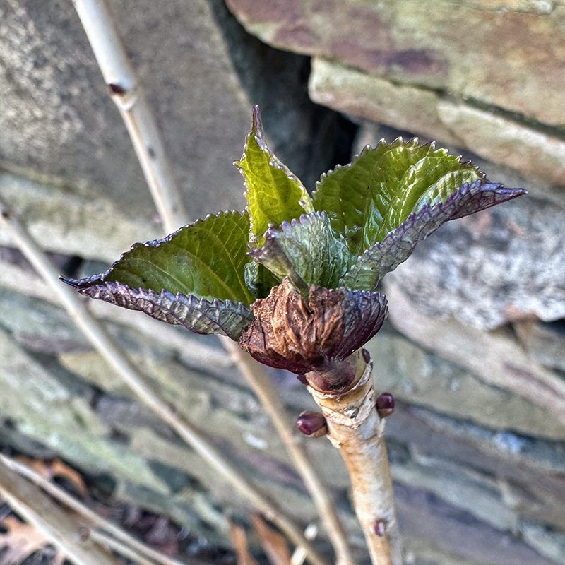 Cold, drying wind, and late frost can damage old-wood buds Cold, drying wind, and late frost can damage old-wood buds