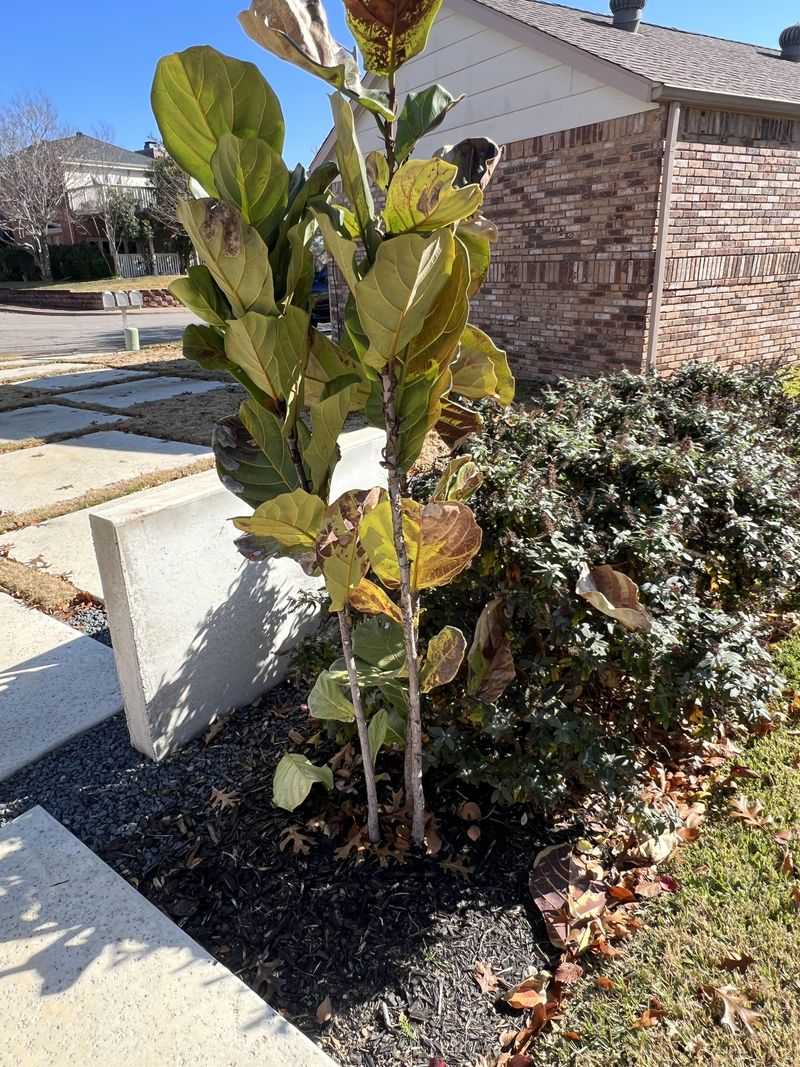 Cold injury depends on the tree and its setting Cold injury depends on the tree and its setting
