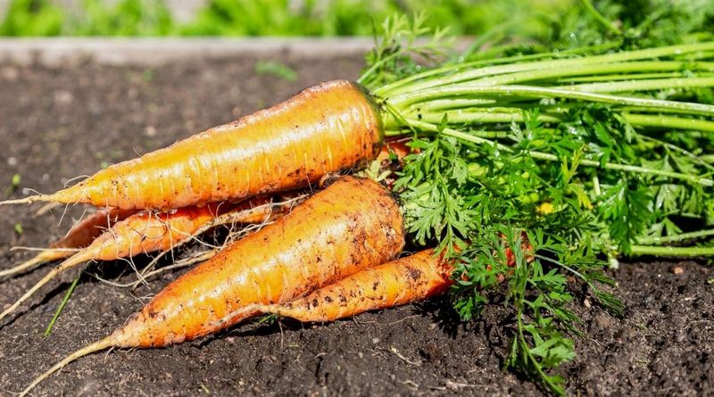 Cold may affect carrot sweetness, but it does not guarantee it