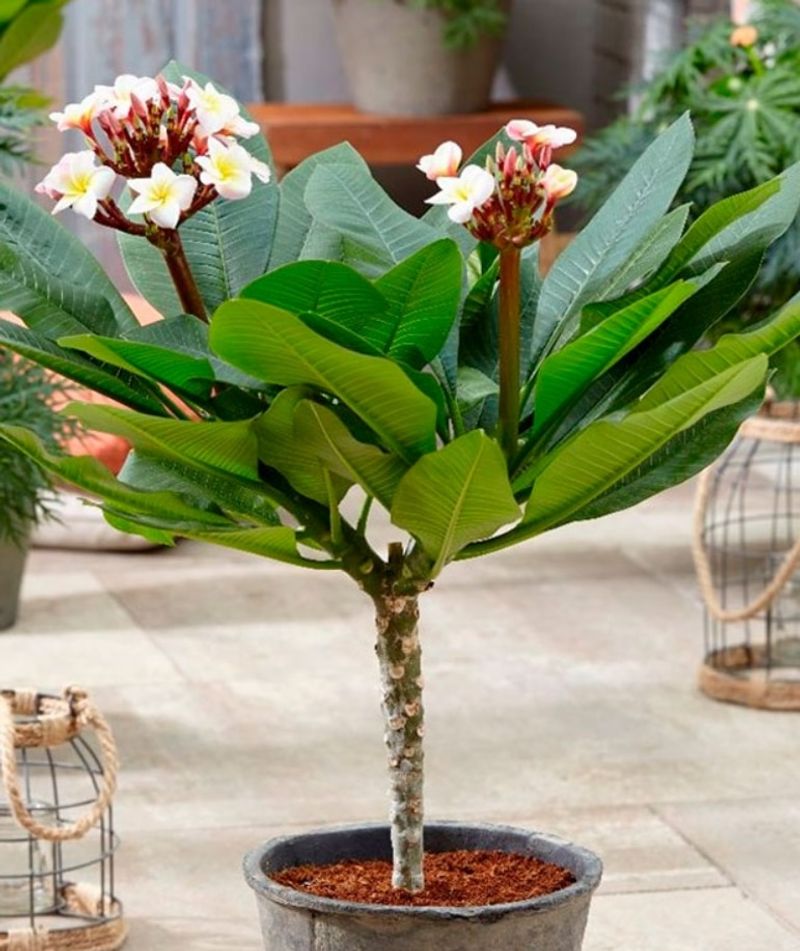 Cold protection depends on where the plumeria grows