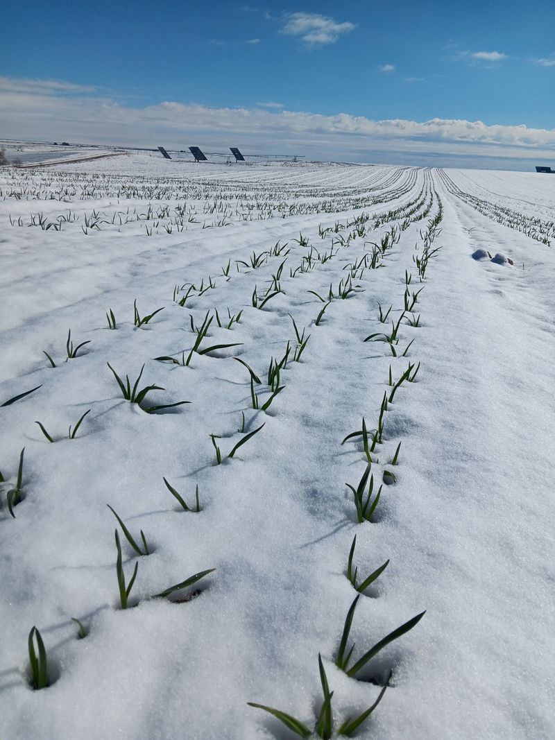 Cold-region straw depths do not set a Southern rule Cold-region straw depths do not set a Southern rule