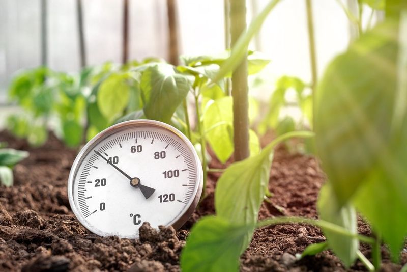 Cold root zones can limit phosphorus uptake Cold root zones can limit phosphorus uptake