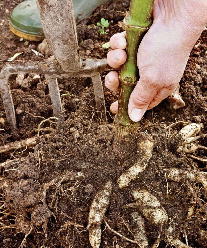 Cold, wet soil puts tubers at risk—but loss isn't inevitable