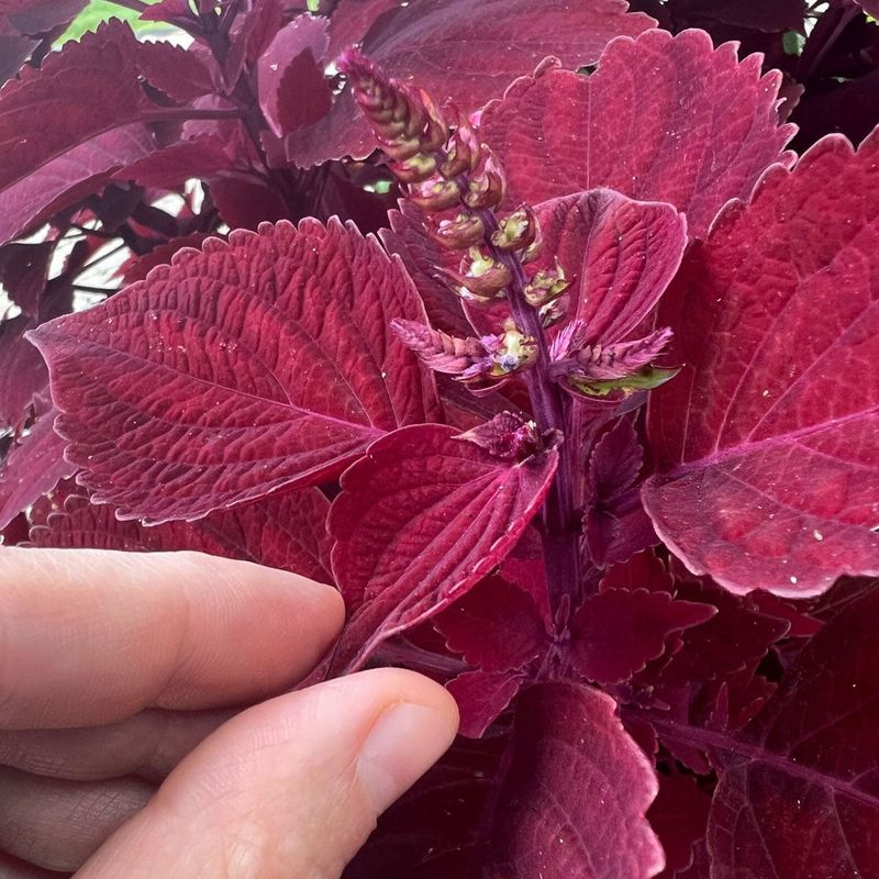 Coleus