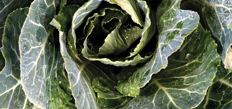 Collard Greens