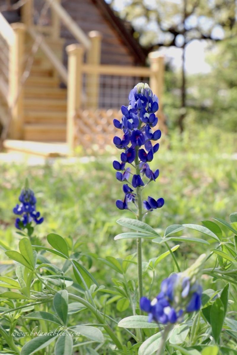 Collecting Seed from Your Own Yard