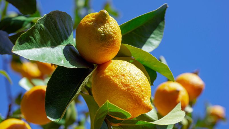 Color, Firmness, and Fragrance Add Context