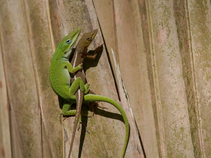 Color alone cannot identify the porch visitor