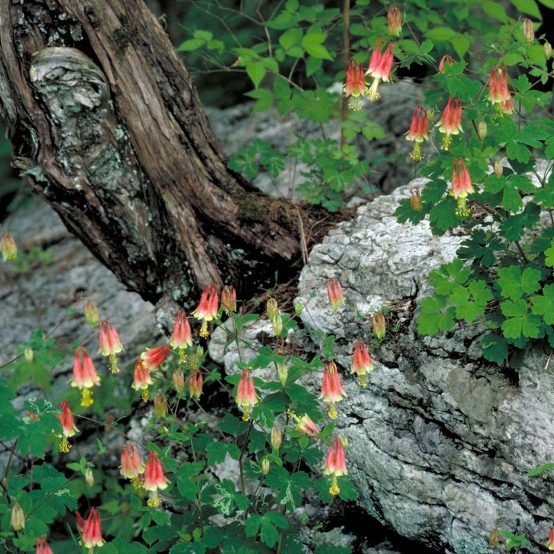 Columbine