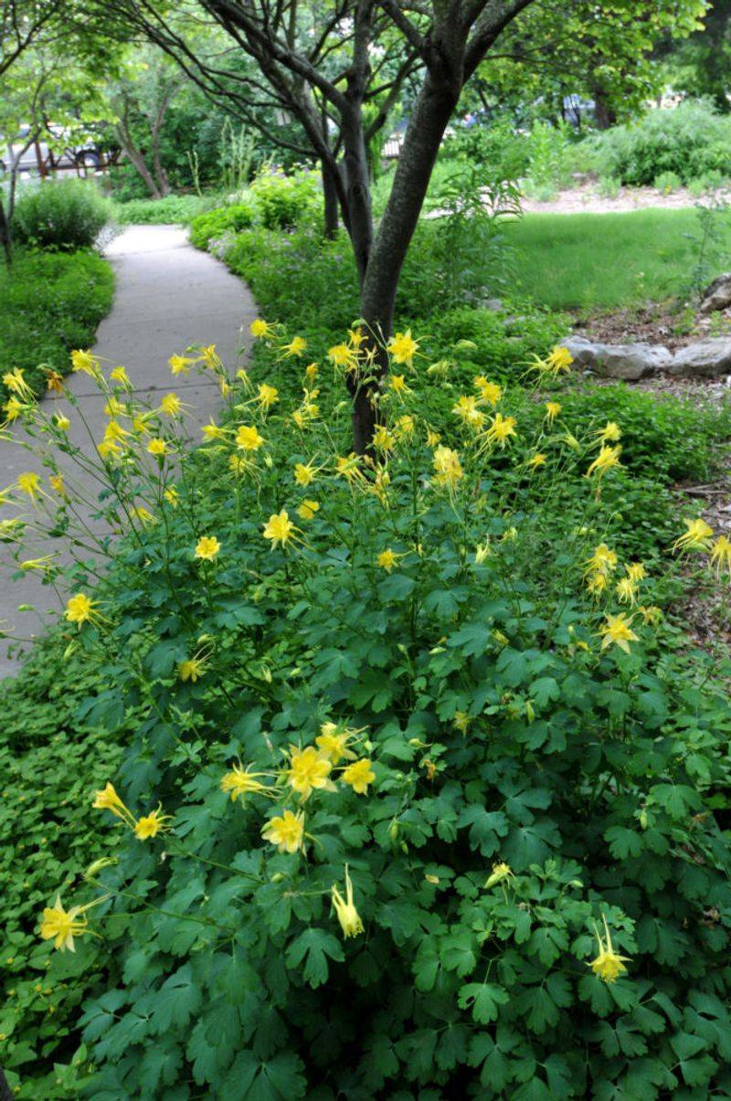 Columbine Columbine