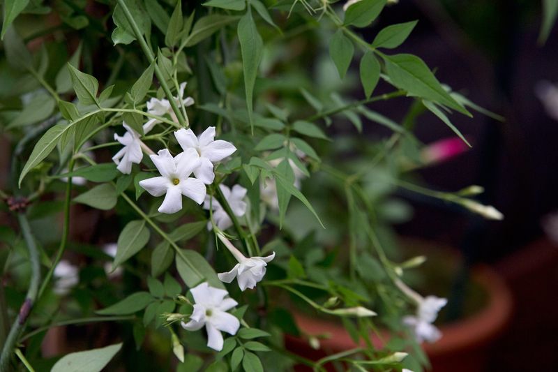Common Jasmine