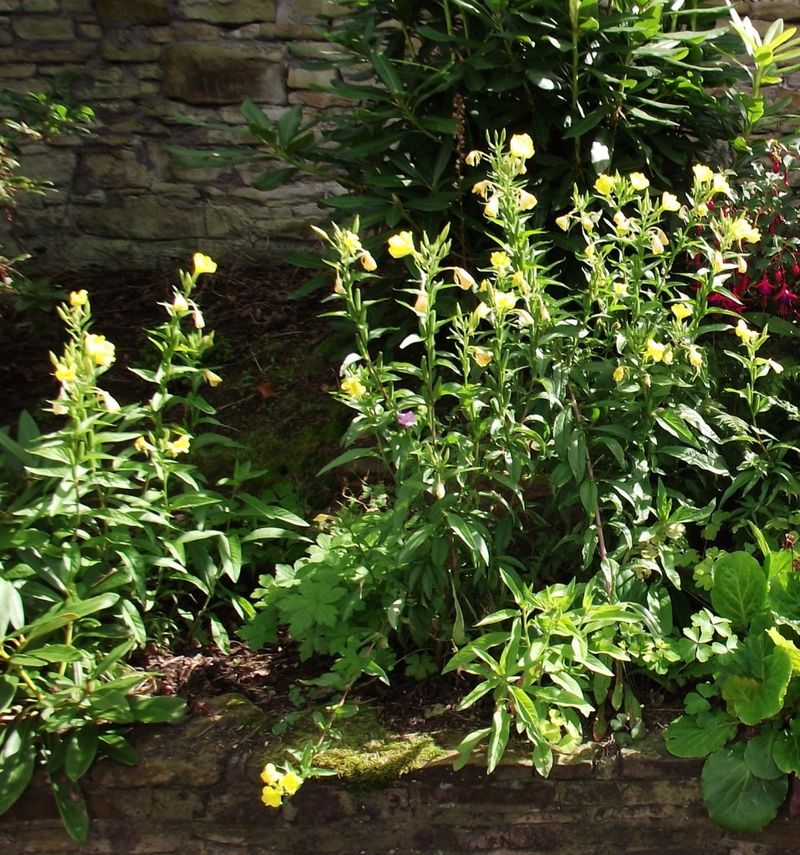 Common evening primrose offers a documented local example