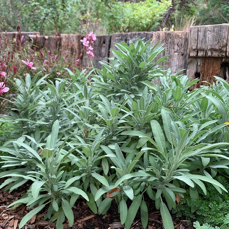 Common sage offers a different hardiness profile Common sage offers a different hardiness profile