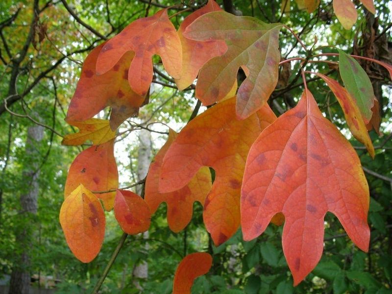 Common sassafras pairs wildlife value with seasonal interest