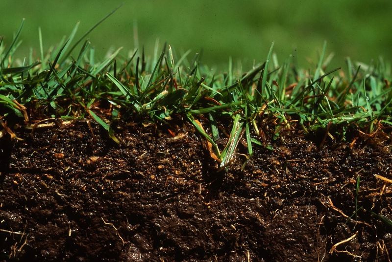 Compaction and thatch can add stress without proving the cause