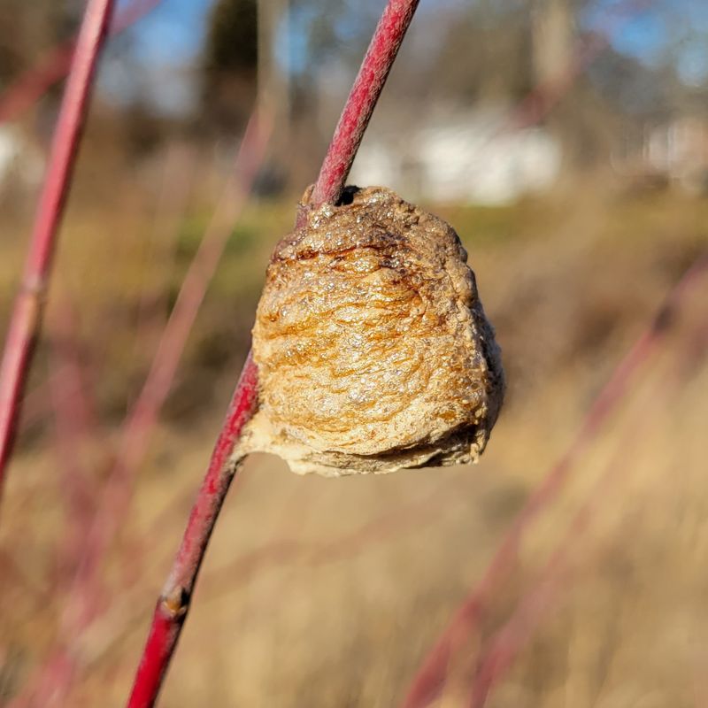 Compare a possible bagworm case with a mantis egg case