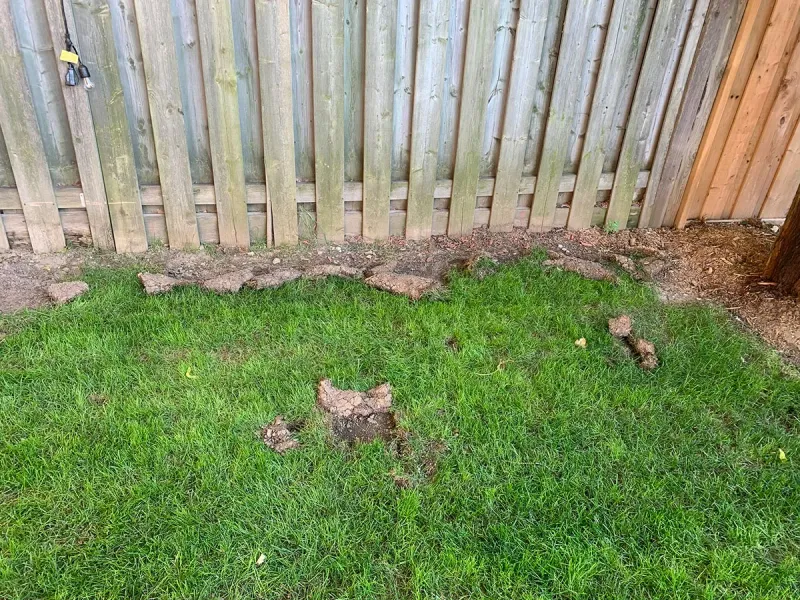 Compare the clues left by raccoons and skunks