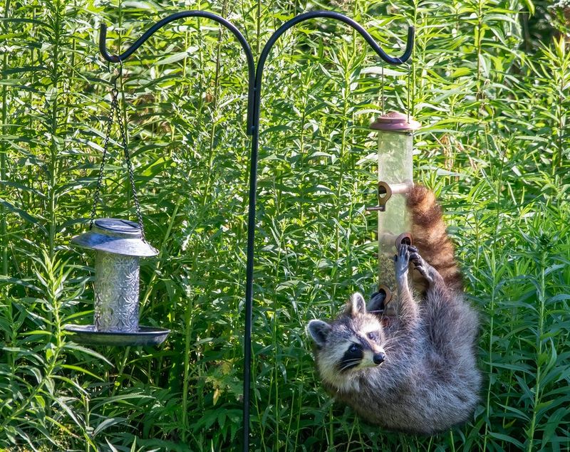 Compost and birdseed can keep food within reach