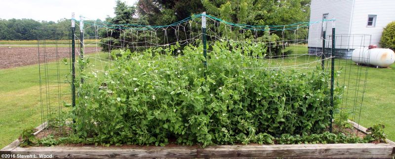 Confirm that your crop is a garden pea