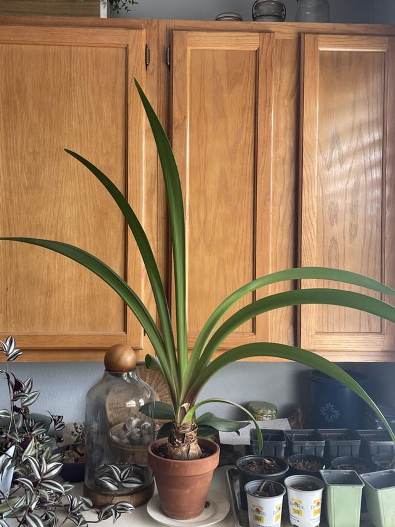 Confirm the bulb has rested without cutting healthy leaves