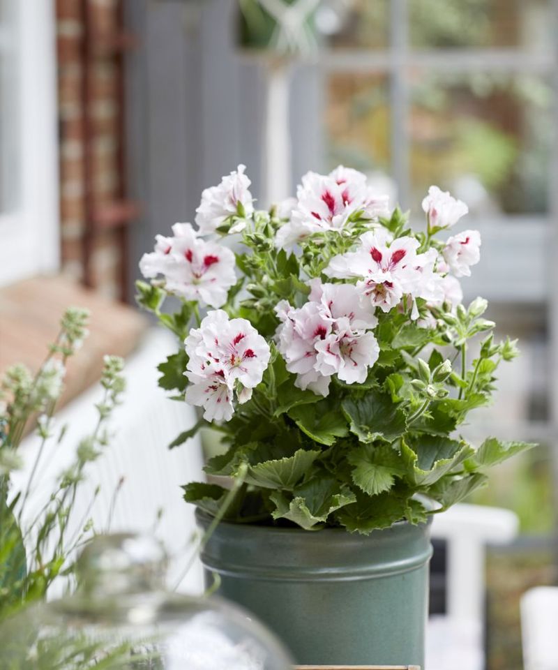 Confirm the plant type and its regional winter plan Confirm the plant type and its regional winter plan