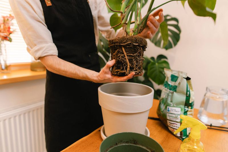 Consider a larger pot when roots are crowded Consider a larger pot when roots are crowded